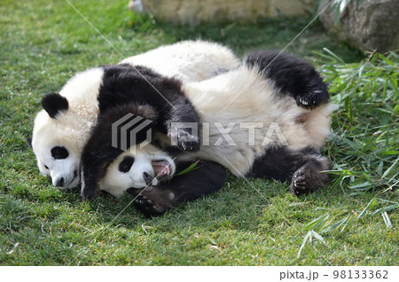 仲良くじゃれあう桜浜・桃浜 98133362