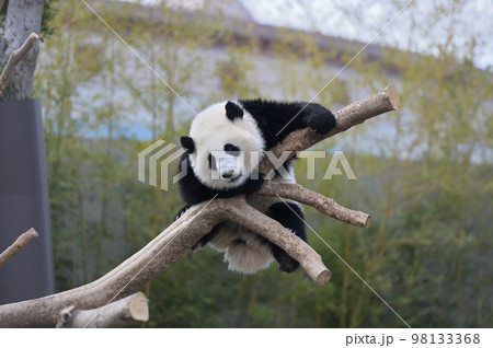 木の上で遊ぶ桃浜 98133368