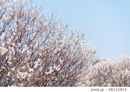 満開の白梅と青空 98133923