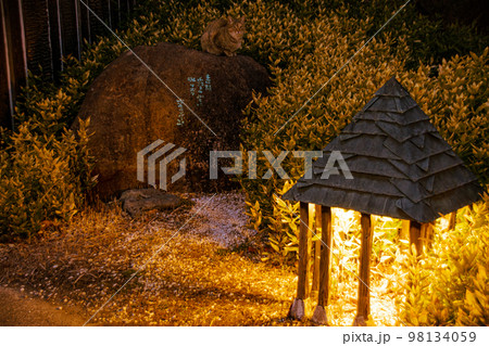 ともる光と草木 98134059