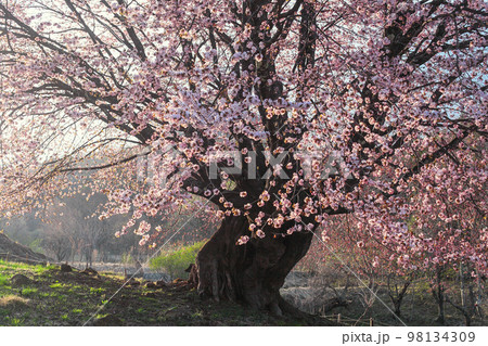 天王桜 98134309