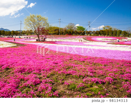 ピンクの芝桜公園 98134313