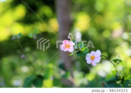 シュウメイギクの花 98134323