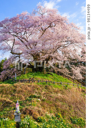 石仏と苗代桜（縦） 98134499