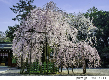 東京都・府中市　大國魂神社　随神門前　満開の枝垂れ桜 98134511