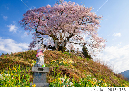 石仏と苗代桜 石仏と苗代桜 98134528