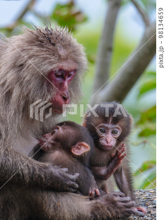 ヤクザルの親子　授乳中　世界自然遺産屋久島(春 98134659