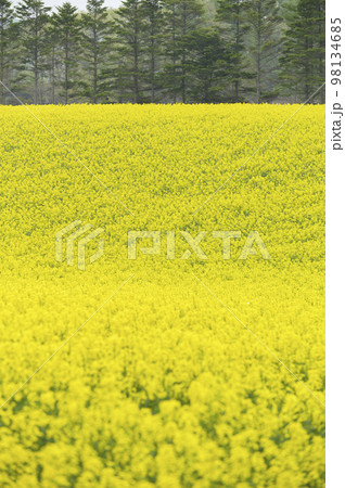 一面の菜の花畑 98134685