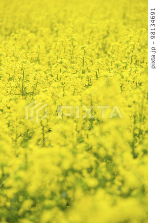 一面の菜の花畑 一面の菜の花畑 98134691