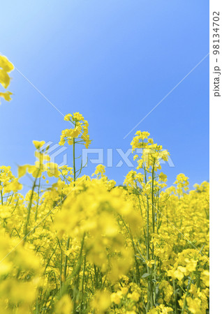 満開の菜の花と青空 98134702