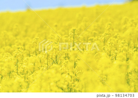 一面の菜の花 98134703