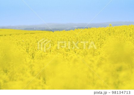 一面の菜の花畑と青空 98134713