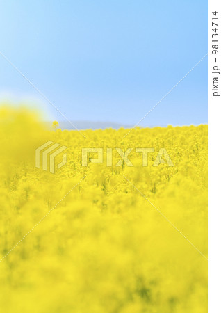 一面の菜の花畑と青空 98134714