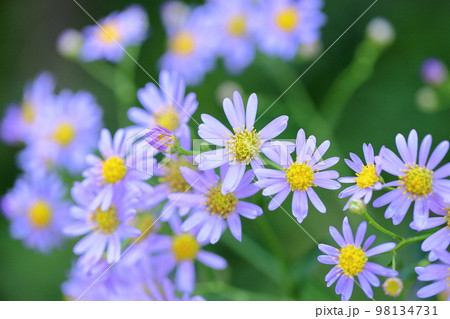シオンの花 シオンの花 98134731