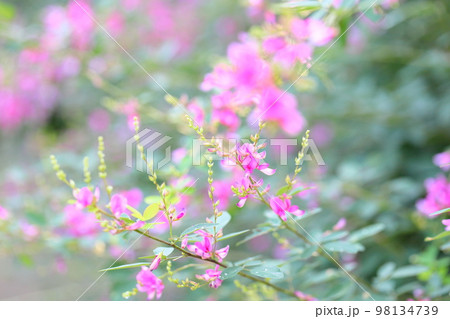 萩の花 98134739