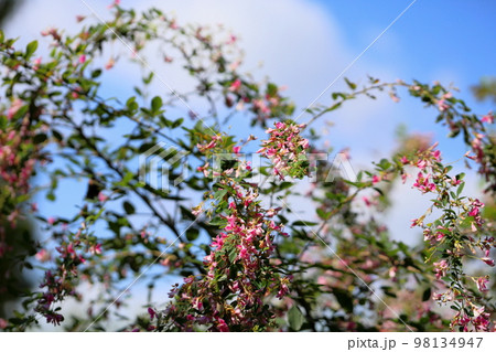 萩の花 萩の花 98134947