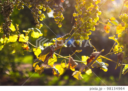 Defocus ripe green grape in vineyard. Grapes green taste sweet growing natural. Green grape on the vine in garden. Bunches of ripe grapes before harvest. Grapes leaves in a vineyard. Out of focus Defocus ripe green grape in vineyard. Grapes green taste sweet growing natural. Green grape on the vine in garden. Bunches of ripe grapes before harvest. Grapes leaves in a vineyard. Out of focus 98134964