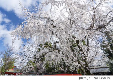 京都 車折神社の桜 渓仙桜 京都 車折神社の桜 渓仙桜 98135019