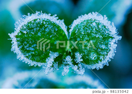 植物についた早朝の霜柱 植物についた早朝の霜柱 98135042