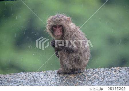 ヤクザルの子ども 雨に耐える 世界自然遺産屋久島(夏 ヤクザルの子ども 雨に耐える 世界自然遺産屋久島(夏 98135203