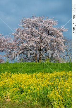 梅ノ木古凍貯水池周囲の桜 春の風景 川島町 梅ノ木古凍貯水池周囲の桜 春の風景 川島町 98135206