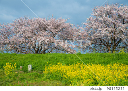 梅ノ木古凍貯水池周囲の桜　春の風景　川島町　　 98135233