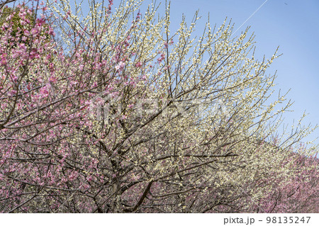 大麻比古神社の観梅苑 98135247
