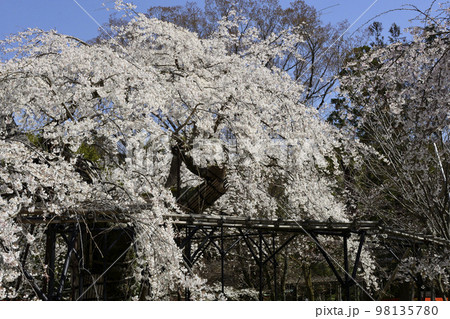 上賀茂神社(賀茂別雷神社)御所桜 上賀茂神社(賀茂別雷神社)御所桜 98135780