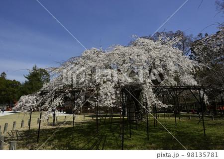 上賀茂神社(賀茂別雷神社)御所桜 上賀茂神社(賀茂別雷神社)御所桜 98135781