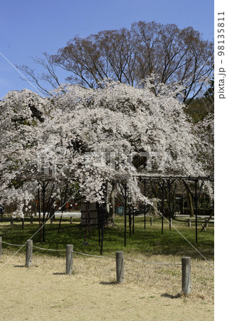上賀茂神社(賀茂別雷神社)御所桜 上賀茂神社(賀茂別雷神社)御所桜 98135811