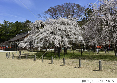 上賀茂神社(賀茂別雷神社)御所桜 上賀茂神社(賀茂別雷神社)御所桜 98135815