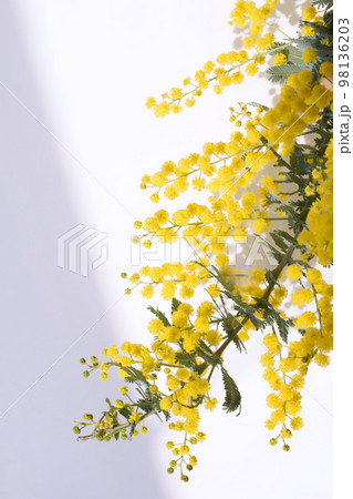窓辺に咲くミモザの花のクローズアップ、庭のアカシアの花 98136203