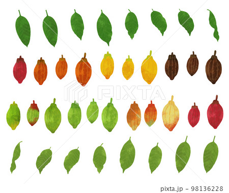 水彩タッチのカカオ豆のイラスト素材 98136228