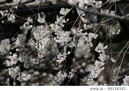 上賀茂神社(賀茂別雷神社)御所桜 上賀茂神社(賀茂別雷神社)御所桜 98136382