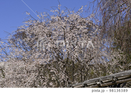 上賀茂神社(賀茂別雷神社)御所桜 上賀茂神社(賀茂別雷神社)御所桜 98136389