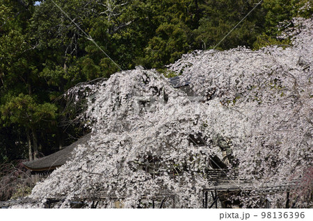 上賀茂神社(賀茂別雷神社)御所桜 上賀茂神社(賀茂別雷神社)御所桜 98136396