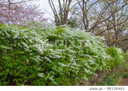 北本キャンプフィールド 雪柳 桜の季節 春の風景 北本市 北本キャンプフィールド 雪柳 桜の季節 春の風景 北本市 98136461