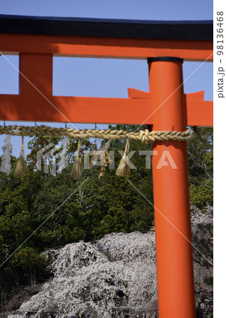 上賀茂神社（賀茂別雷神社）一の鳥居と御所桜 98136468
