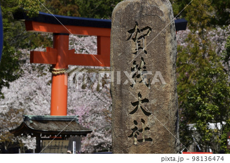 上賀茂神社（賀茂別雷神社）一の鳥居と御所桜 98136474