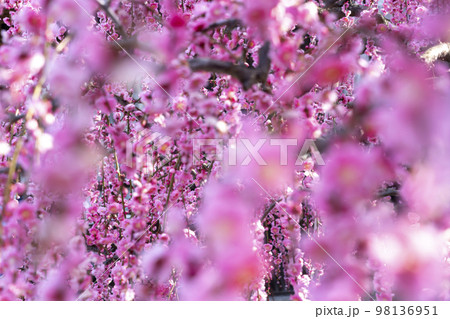 淡路島　八木のしだれ梅 98136951