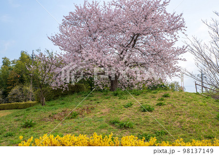 一本桜 レンギョウ 北本キャンプフィールド 春の風景 一本桜 レンギョウ 北本キャンプフィールド 春の風景 98137149