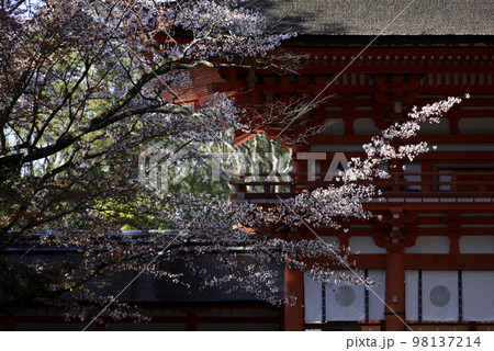 賀茂御祖神社(下鴨神社)楼門と桜 賀茂御祖神社(下鴨神社)楼門と桜 98137214