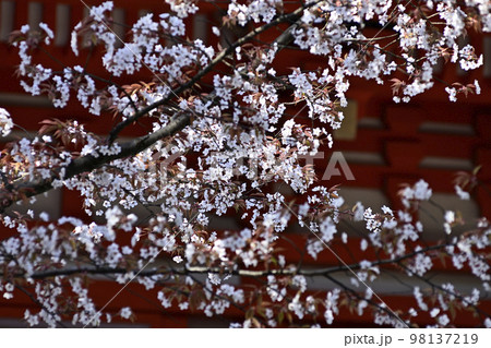 賀茂御祖神社(下鴨神社)楼門と桜 賀茂御祖神社(下鴨神社)楼門と桜 98137219