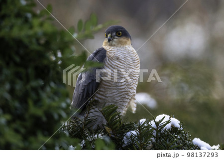 獲物を狙うハイタカ 98137293