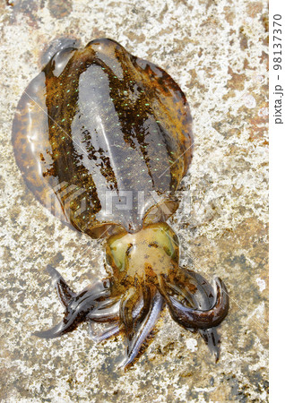 小型のアオリイカ 98137370