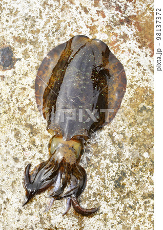 小型のアオリイカ 小型のアオリイカ 98137372