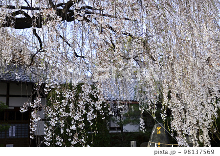 本満寺　枝垂れ糸桜 98137569
