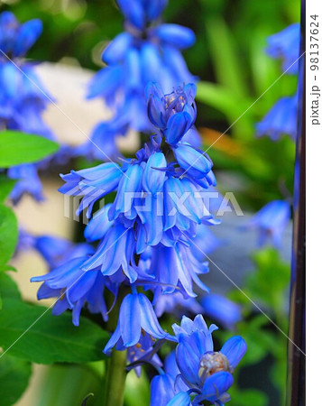 シラー(ペルビアナ)の花 シラー(ペルビアナ)の花 98137624