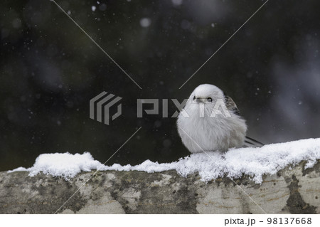 木の枝でたたずむシマエナガ 98137668