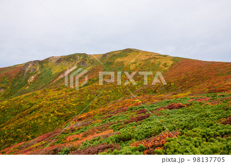 栗駒山の山岳紅葉と神の絨毯(宮城県) 栗駒山の山岳紅葉と神の絨毯(宮城県) 98137705